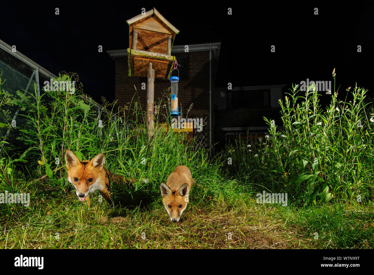 Red foxes (Vulpes vulpes) foraging for scaps in town house garden managed for widlife. Vixen and cub. Kent, UK, June. Camera trap image. Property released. Stock Photo