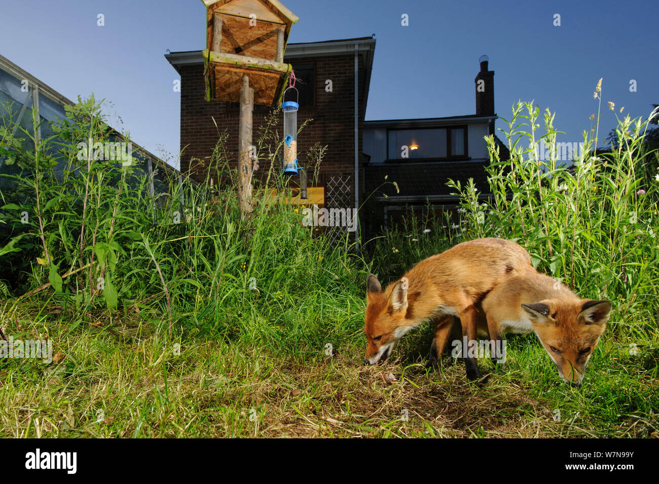 Red foxes (Vulpes vulpes) foraging for scaps in town house garden managed for widlife. Vixen and cub. Kent, UK, June. Camera trap image. Property released. Stock Photo