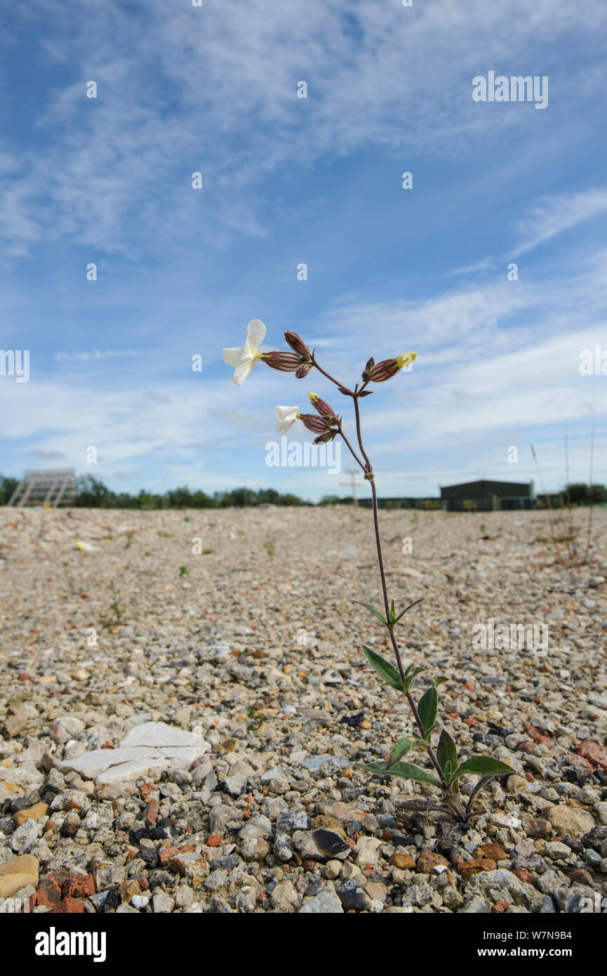 White campion (Silene latifolia) growing on brownfield site scheduled for development. Kent, UK, June. Stock Photo