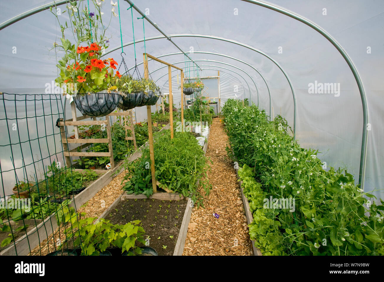 Polytunnel allotment hi-res stock photography and images - Alamy