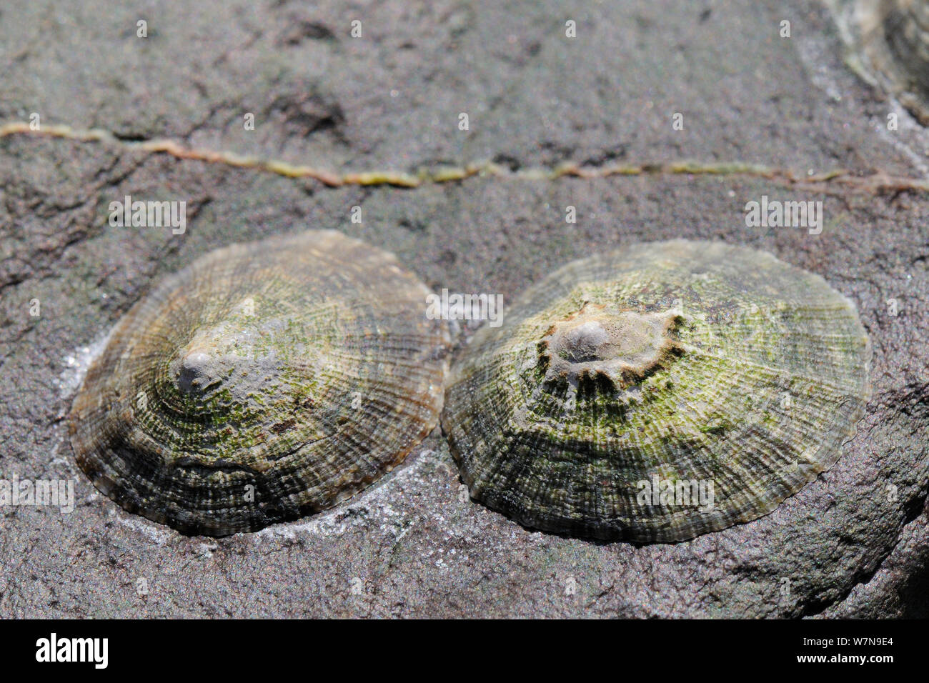 Two Common Limpets (Patella vulgata) attached to rocks exposed at low tide, near Falmouth, Cornwall, UK, August. Stock Photo