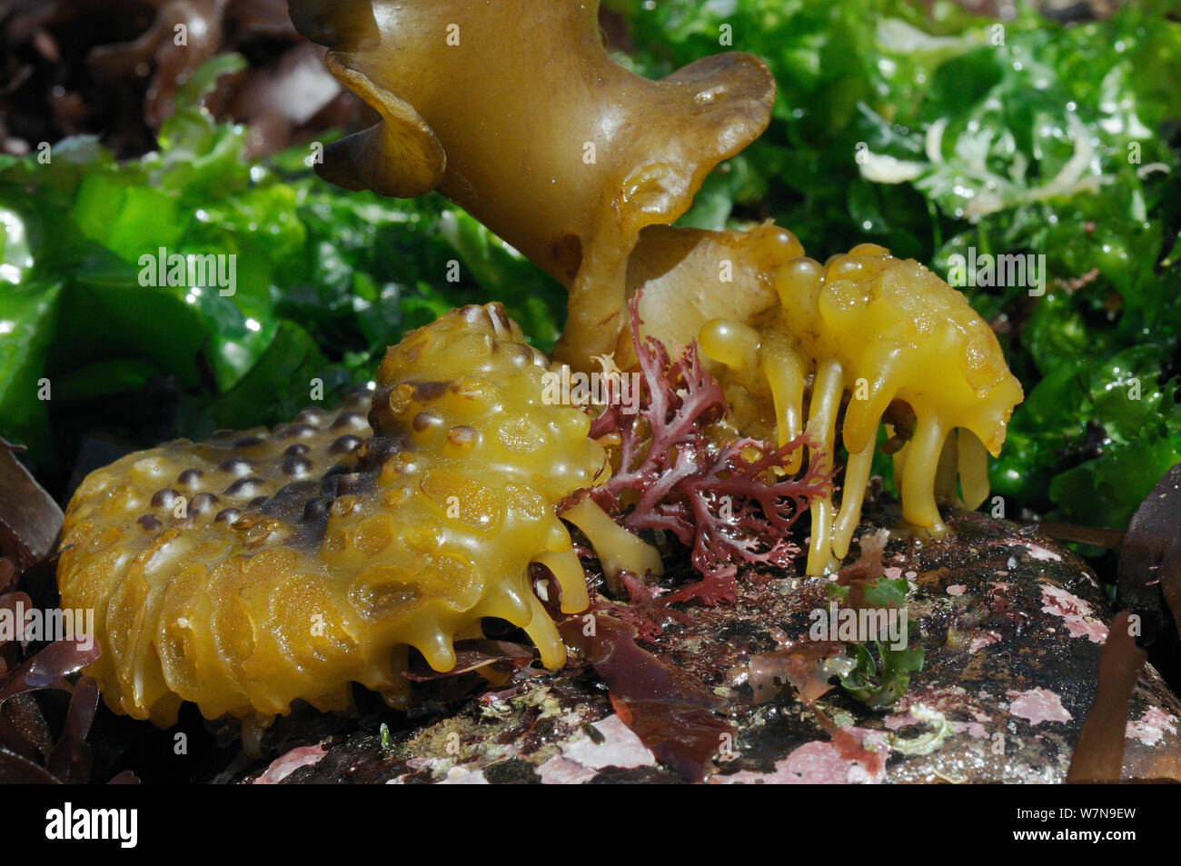 Bulbous holdfast of Furbellows (Saccorhiza polyschides), a large kelp, attached to a boulder low on a rocky shore alongside Sea lettuce (Ulva lactuca) and red algae, near Falmouth, Cornwall, UK, August. Stock Photo