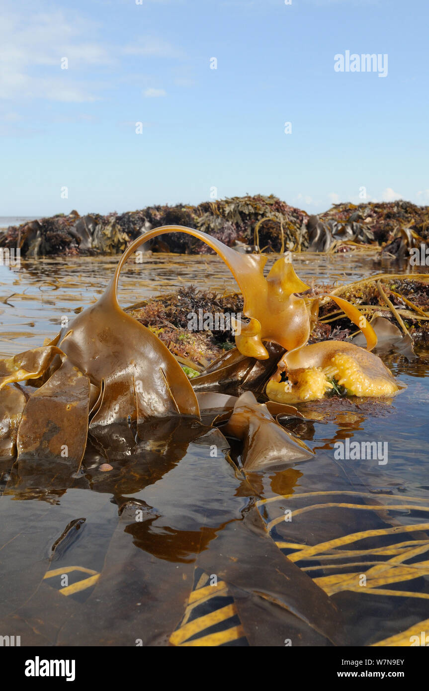 Bulbous holdfast and large spreading frond of Furbellows (Saccorhiza polyschides), a large kelp, attached to rocks very low on the shore alongside Thongweed (Himanthalia elongata) and Tangleweed kelp (Laminaria digitata), near Falmouth, Cornwall, UK, August. Stock Photo