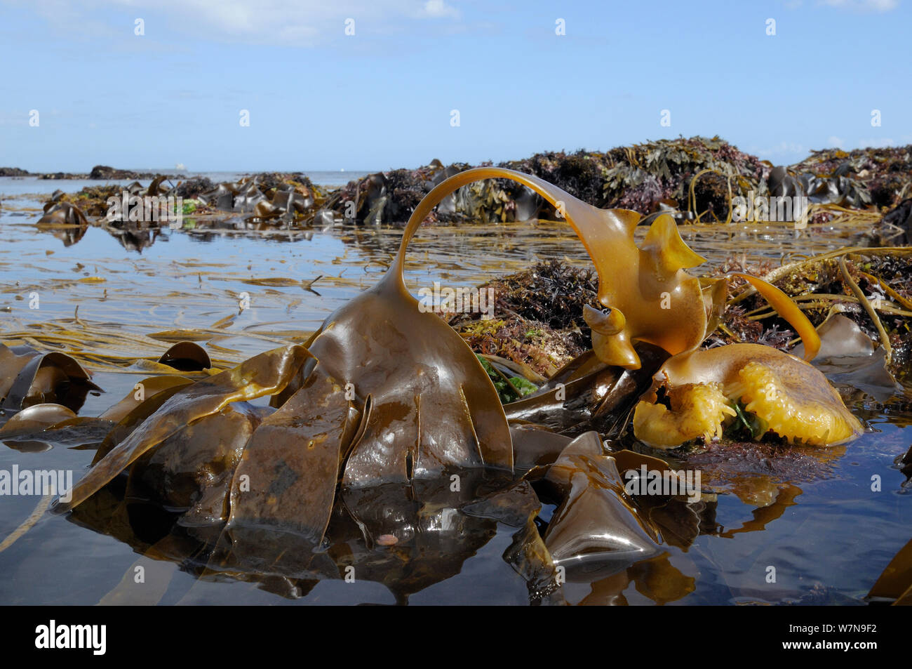 Bulbous holdfast and large spreading frond of Furbellows (Saccorhiza polyschides), a large kelp, attached to rocks very low on the shore alongside Thongweed (Himanthalia elongata) and Tangleweed kelp (Laminaria digitata), near Falmouth, Cornwall, UK, August. Stock Photo