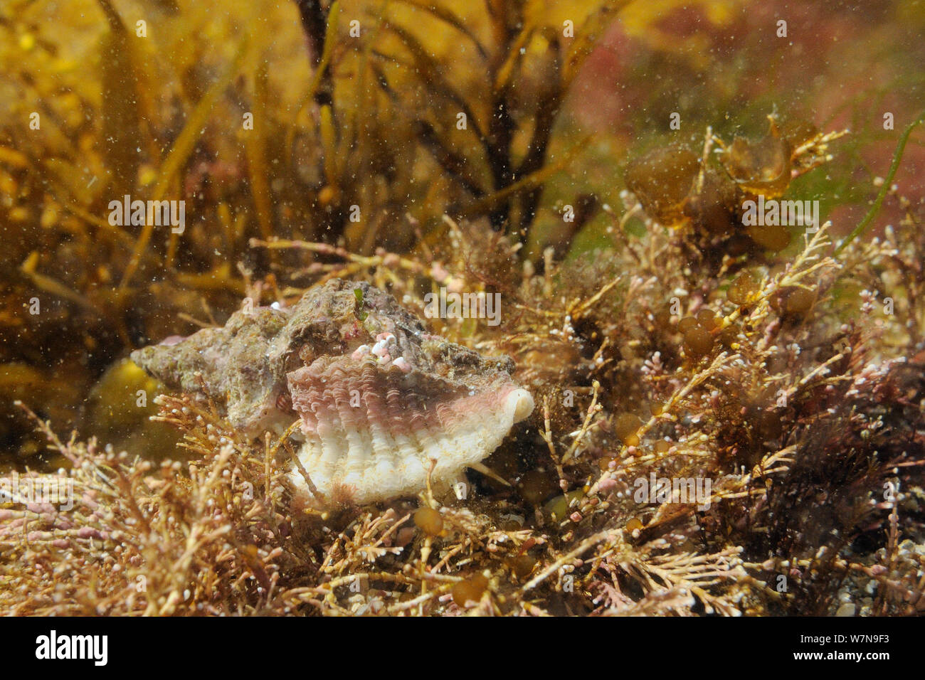 European oyster drill / Sting winkle (Ocenebra erinacea) a pest of oyster beds, on the move over Coralweed (Corallina officinalis) in a low shore rockpool, near Falmouth, Cornwall, UK, August. Stock Photo