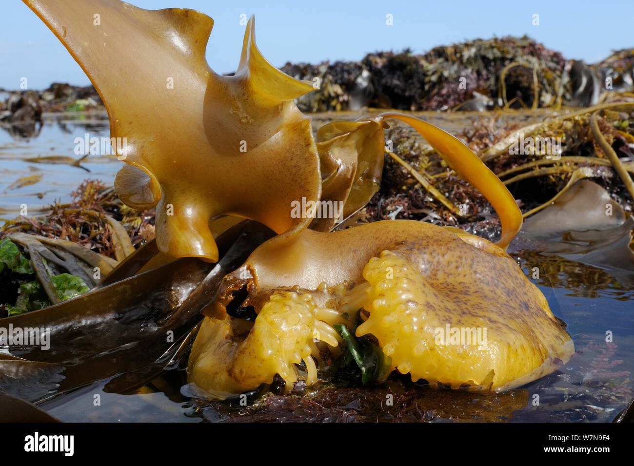Bulbous holdfast of Furbellows (Saccorhiza polyschides), a large kelp, attached to rocks very low on the shore alongside Thongweed (Himanthalia elongata) and Tangleweed kelp (Laminaria digitata), near Falmouth, Cornwall, UK, August. Stock Photo
