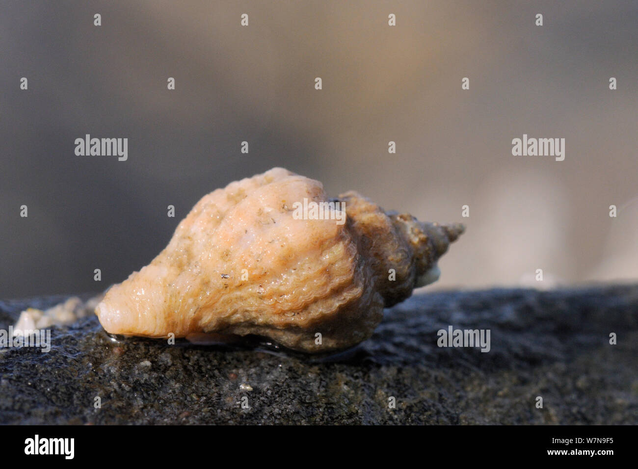 European oyster drill / Sting winkle (Ocenebra erinacea) a pest of oyster beds, on the move over rocks very low on the shore, near Falmouth, Cornwall, UK, August. Stock Photo