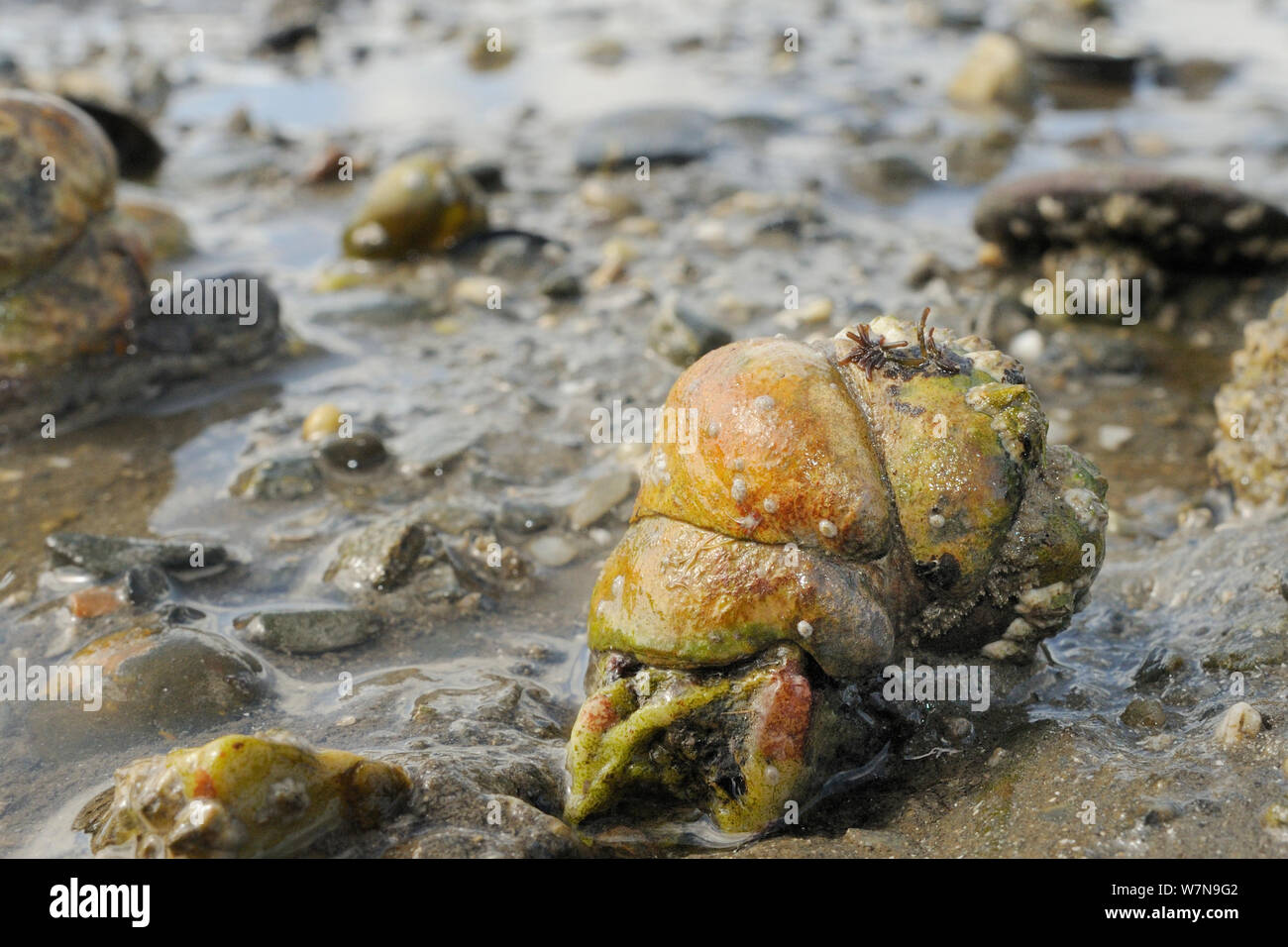 Four American slipper limpets (Crepidula fornicata), invasive pests of oyster beds in Europe, stacked on top of one another on mudflats, Helford River, Helford, Cornwall, UK, August. Stock Photo