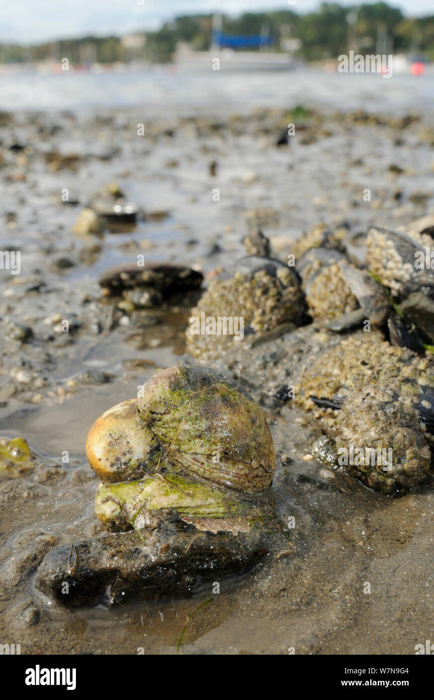 Three American slipper limpets (Crepidula fornicata), invasive pests of oyster beds in Europe, stacked on top of one another on mudflats near barnacle encrusted Common mussels (Mytilus edulis) with moored sailing yachts in the background, Helford River, Helford, Cornwall, UK, August. Stock Photo