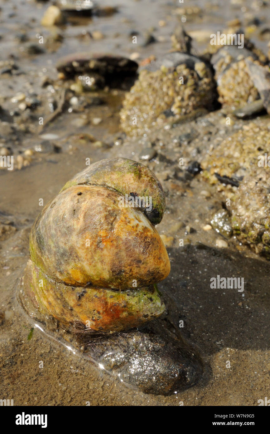Three American slipper limpets (Crepidula fornicata), invasive pests of oyster beds in Europe, stacked on top of one another on mudflats near barnacle encrusted Common mussels (Mytilus edulis), Helford River, Helford, Cornwall, UK, August. Stock Photo