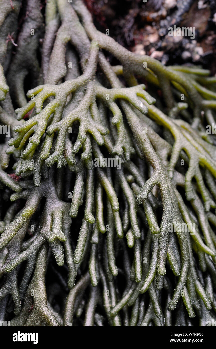 Close up of branching fronds of Velvet horn / Spongeweed (Codium tomentosum) growing on rocks low on the shore, Wembury, Devon, UK, August. Stock Photo