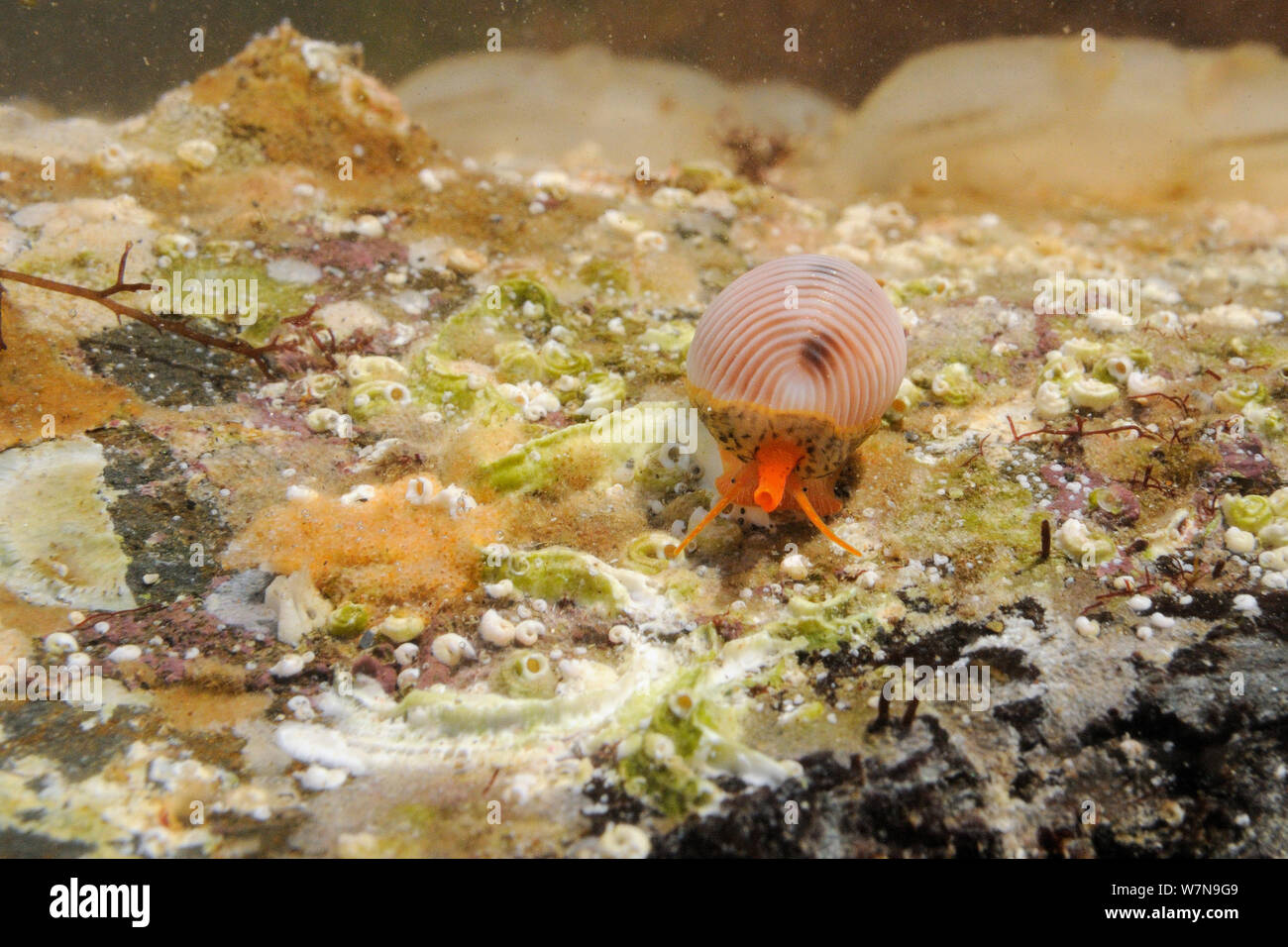 Head on view of Spotted cowrie (Trivia monacha) crawling over subtidal rock encrusted with serpulid worm tubes and sponges, with siphon, tentacles and eyes, visible, near Falmouth, Cornwall, UK, August. Stock Photo