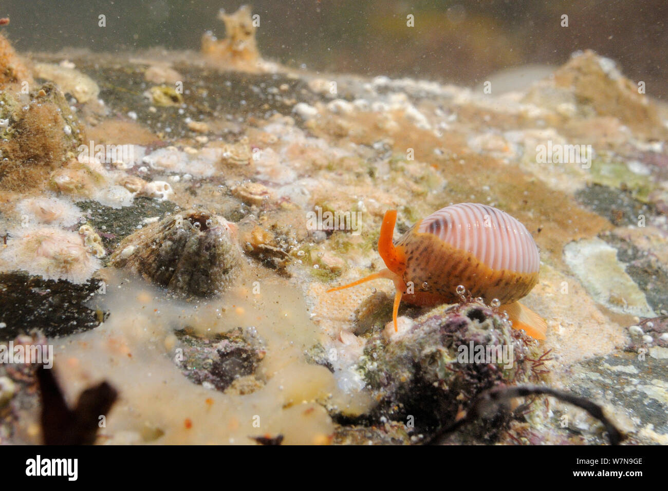 Spotted cowrie (Trivia monacha) crawling over subtidal rock encrusted with barnacles, serpulid worm tubes and sponges, with siphon, tentacles and eye visible, near Falmouth, Cornwall, UK, August. Stock Photo