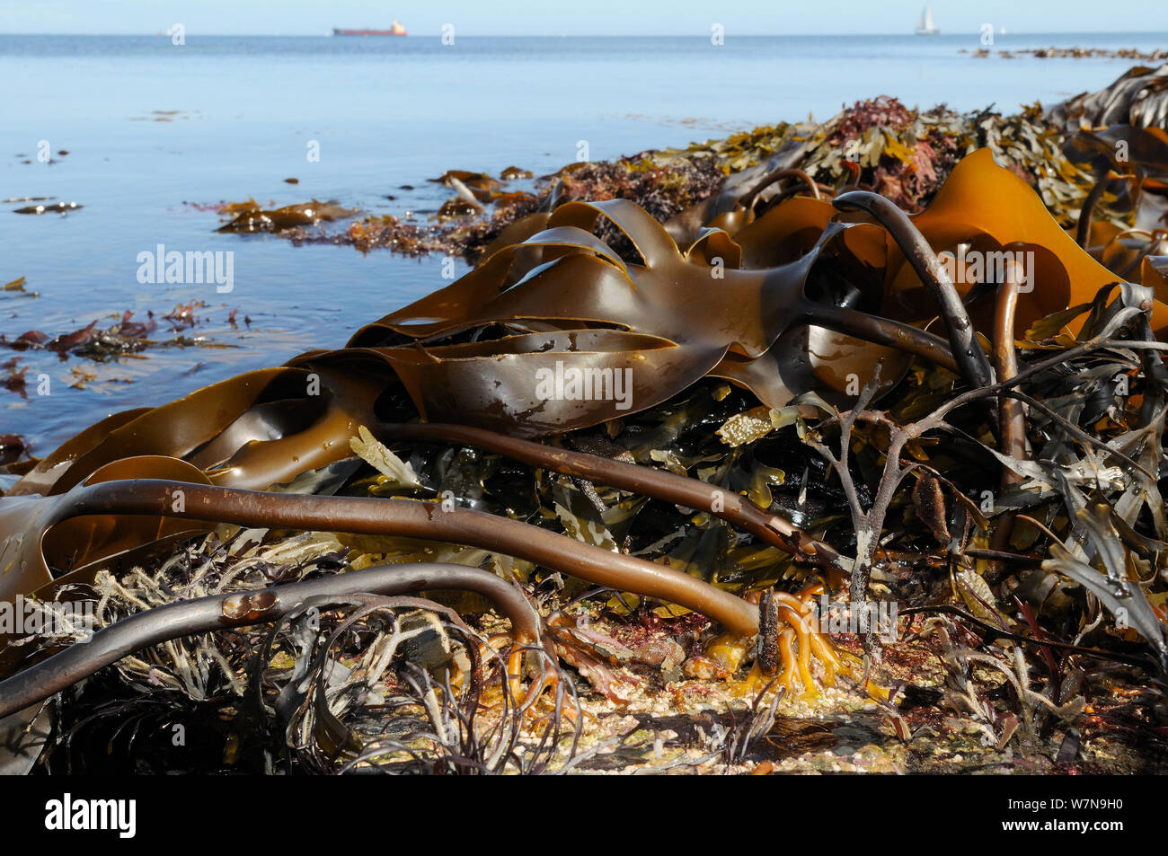 Holdfasts and fronds of Tangleweed kelp (Laminaria digitata) exposed on a low spring tide, Cornwall, UK, August. Stock Photo