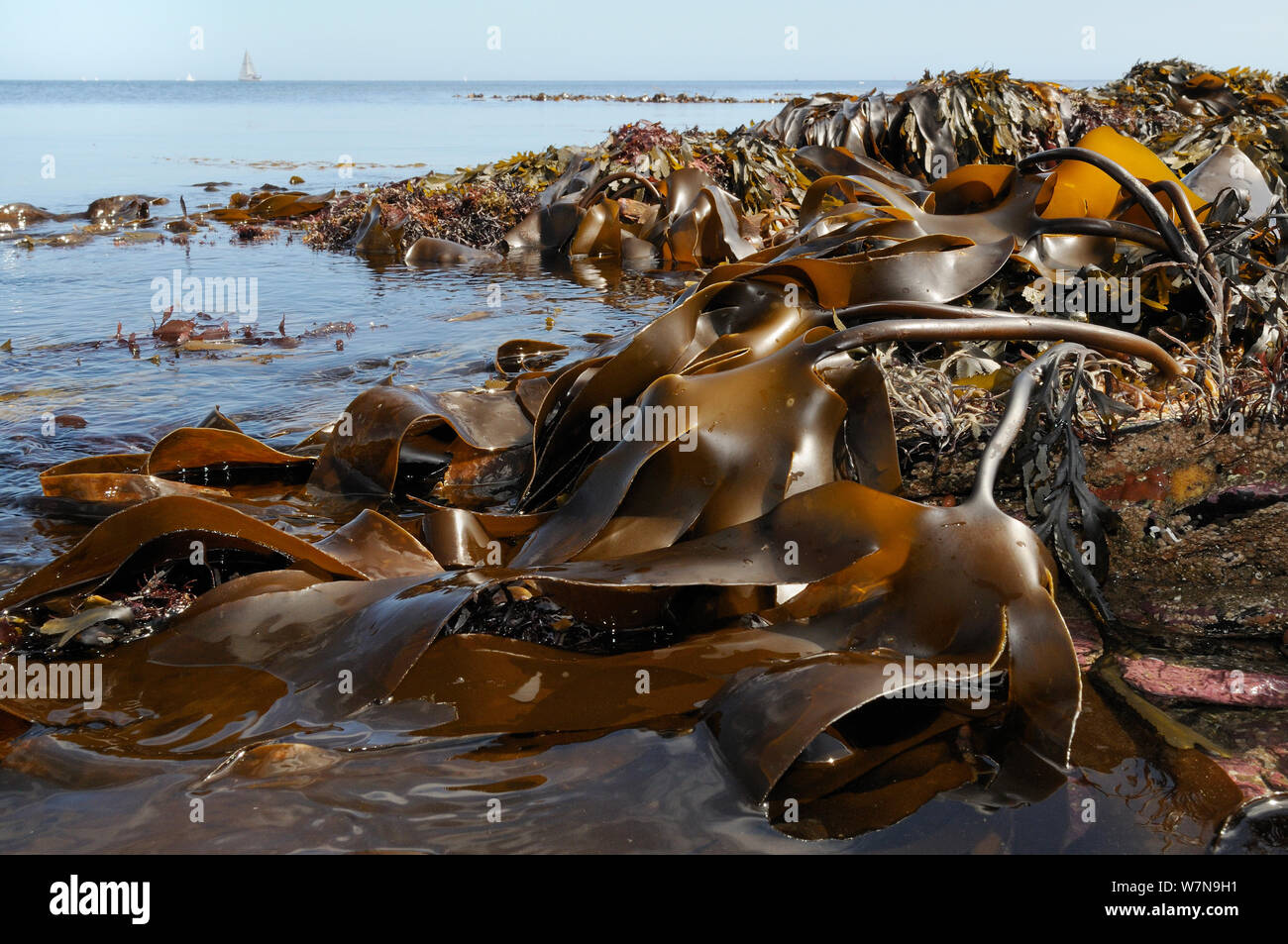 Dense, extensive bed of Tangleweed kelp (Laminaria digitata) exposed on a low spring tide, with sailing yachts on the horizon in the background, Cornwall, UK, August. Stock Photo