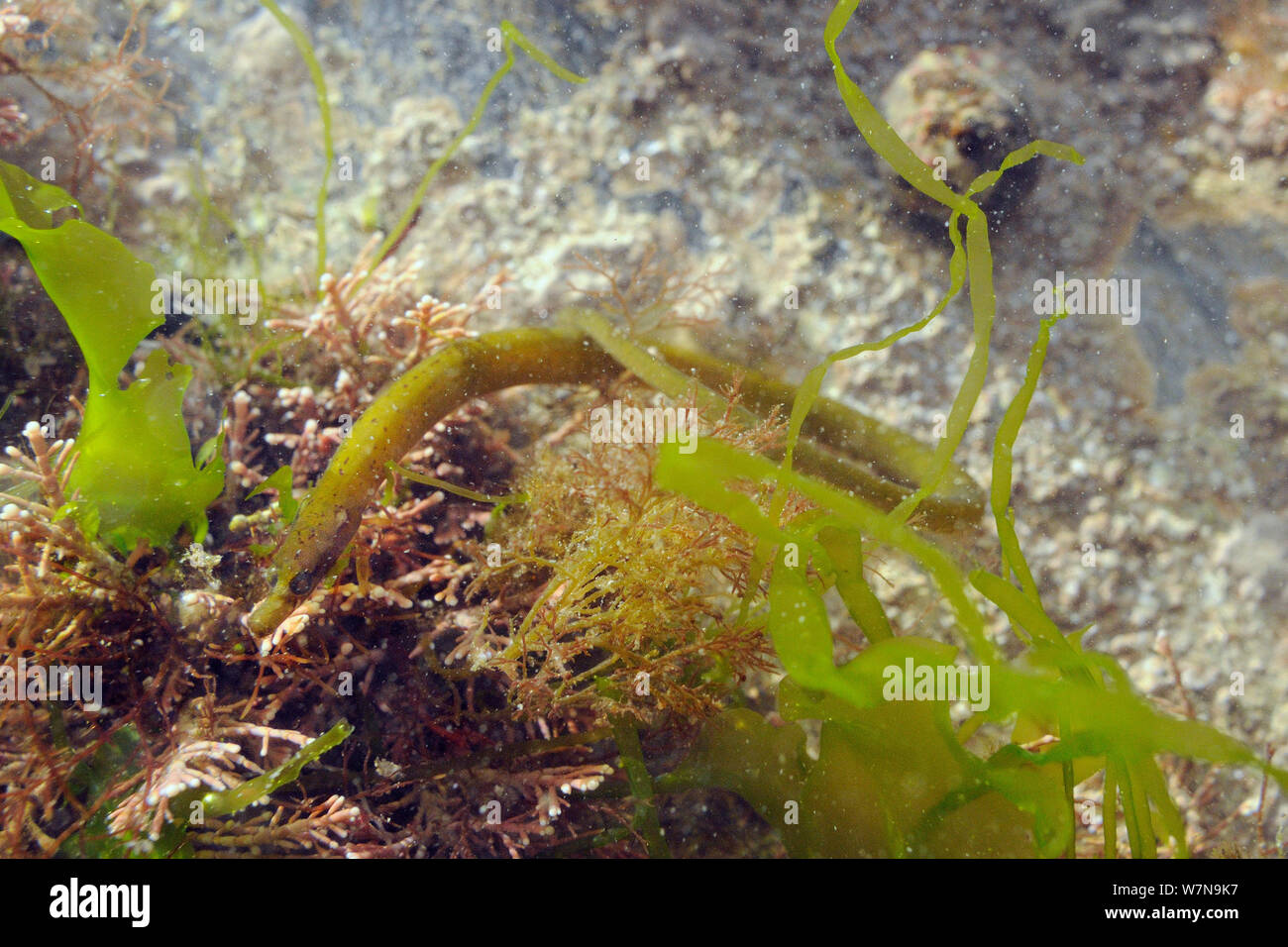 Worm pipefish (Nerophis lumbriciformis) well camouflaged among red and green algae including Coralweed (Corallina officinalis) and Sea lettuce (Ulva lactuca), near Falmouth, Cornwall, UK, August. Stock Photo