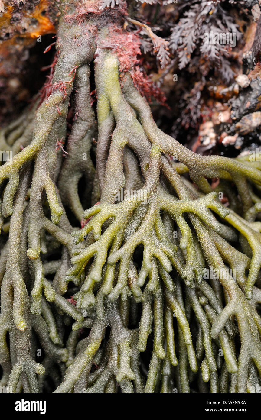 Close up of holdfast and branching fronds of Velvet horn / Spongeweed (Codium tomentosum) growing on rocks low on the shore, Wembury, Devon, UK, August. Stock Photo