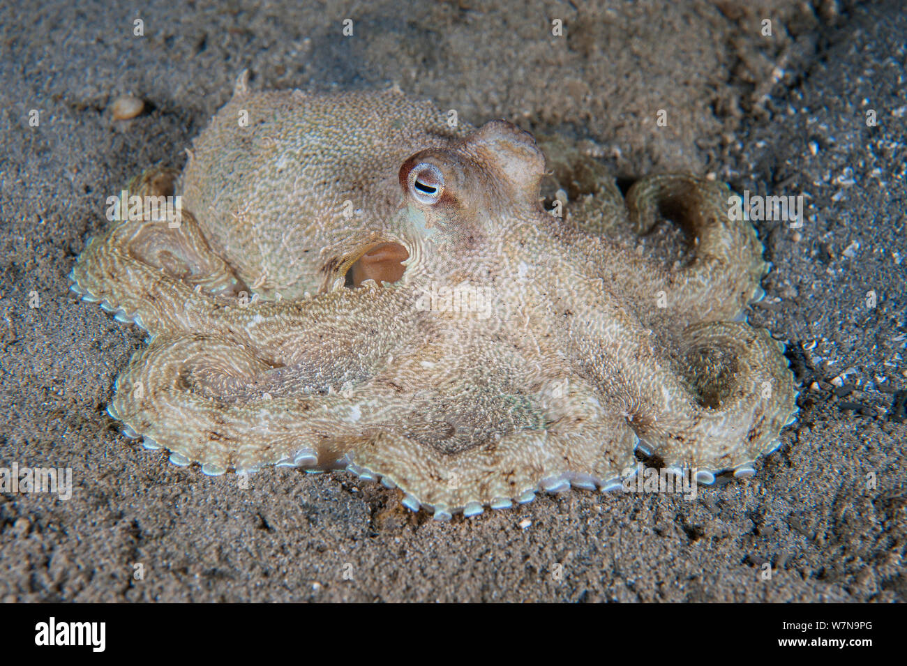 Southern keeled octopus (Octopus berrima) moves across the sand at night. Port Philip Bay, Blairgowrie, Melbourne, Victoria, Australia. Stock Photo