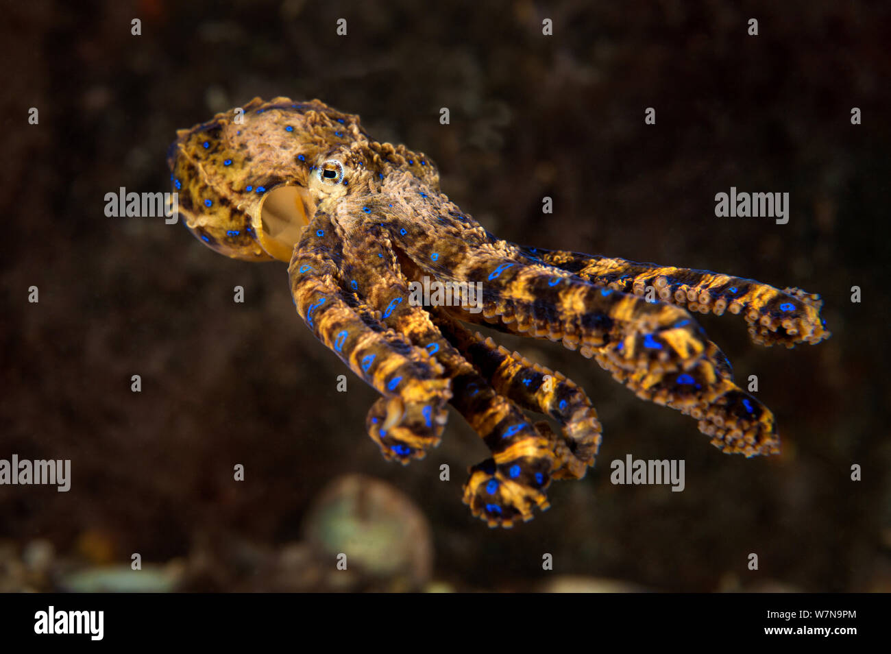 Southern / pacific blue-ringed octopus (Hapalochlaena maculosa) swims across the seabed. Port Philip Bay, Blairgowrie, Melbourne, Victoria, Australia. Stock Photo