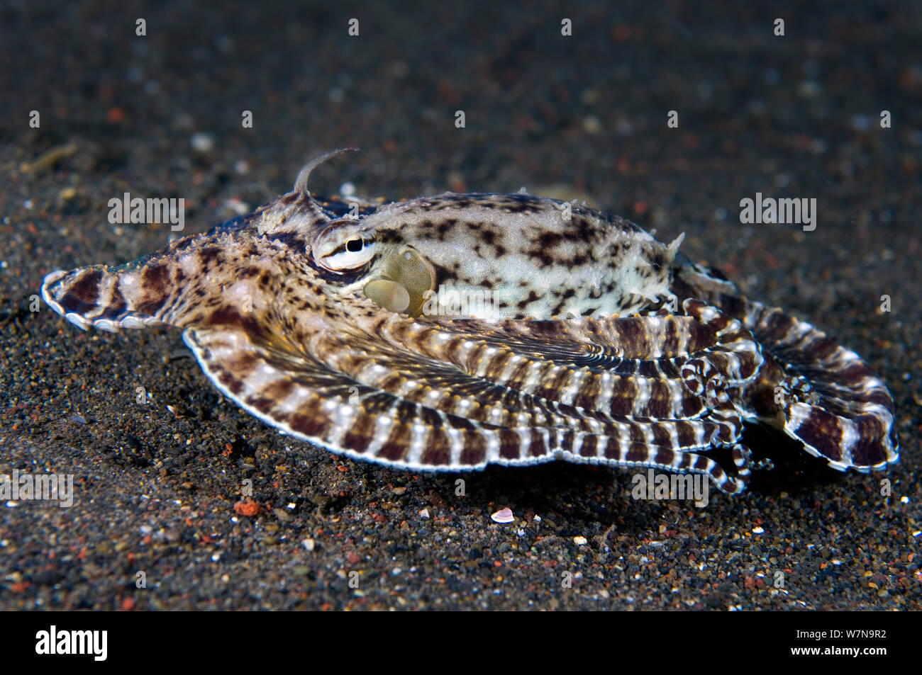 A mimic octopus (Thaumoctopus mimicus) makes a 'poisonous sole