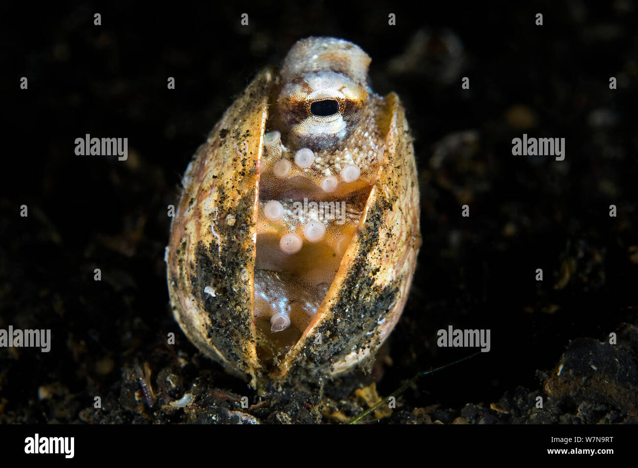 A young veined octopus (coconut octopus: Amphioctopus marginatus) shelters in an empty bivalve shell by pulling the two halves together with its arms. Lembeh Strait, Molucca Sea, Sulawesi, Indonesia. Stock Photo