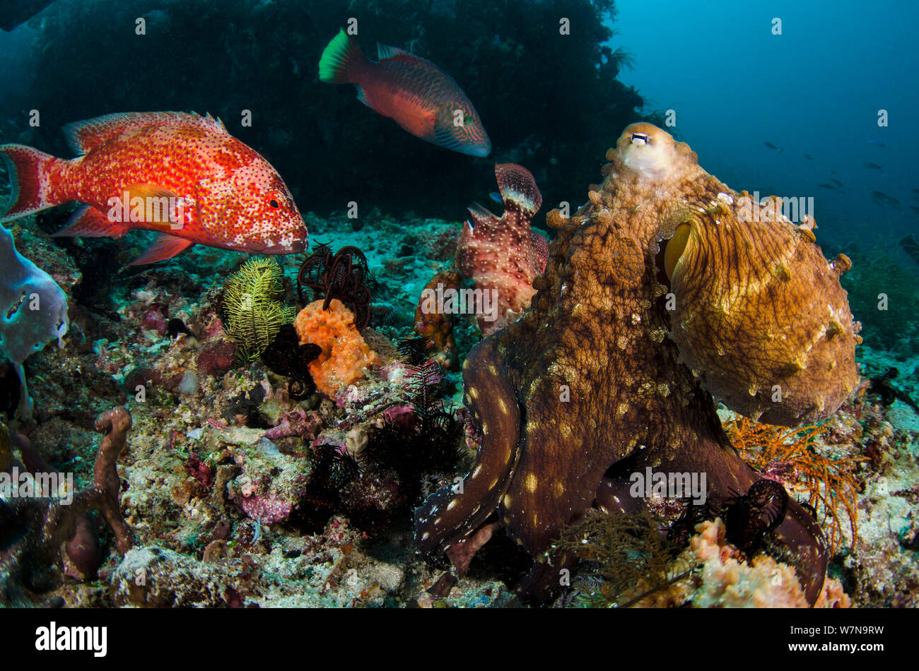 A common reef octopus (Octopus cyanea) foraging attracts several large