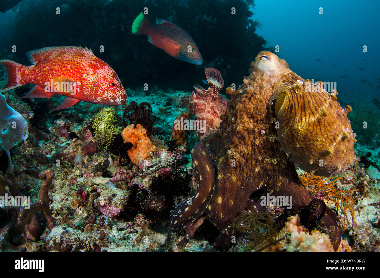 A common reef octopus (Octopus cyanea) foraging attracts several large reef fish, hoping to get an easy meal. Octopuses may try to hit fish with their arms to scare them off. Cannibal Rock, Sawu Sea, Rinca, Komodo National Park, Indonesia. Stock Photo