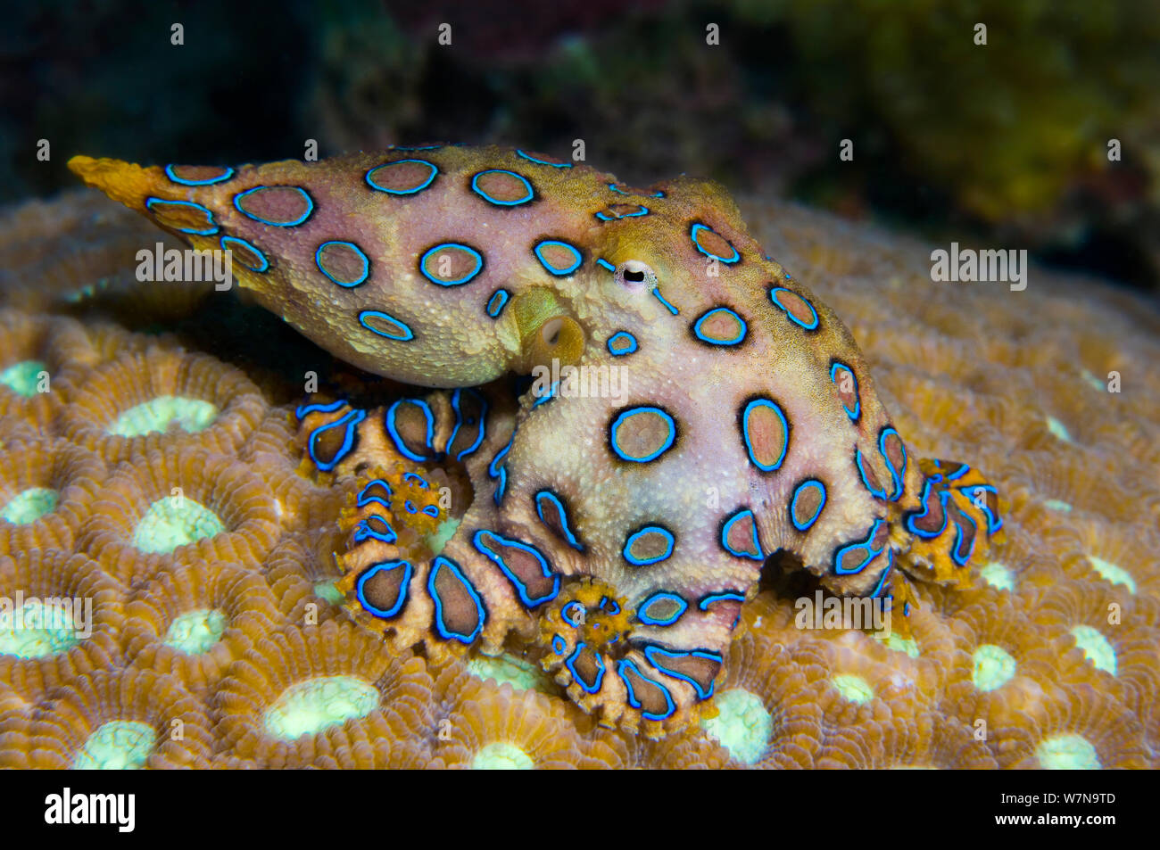Tropical blue ring octopus (Hapalochlaena lunulata) is small but has one of the most venomous creatures in the ocean, its bite injects a neurotoxin that paralyses its victim. It flashes its blue rings to warn as a warning. Kapalai Island, Sulu Sea, Sabah, Borneo, Malaysia. Stock Photo