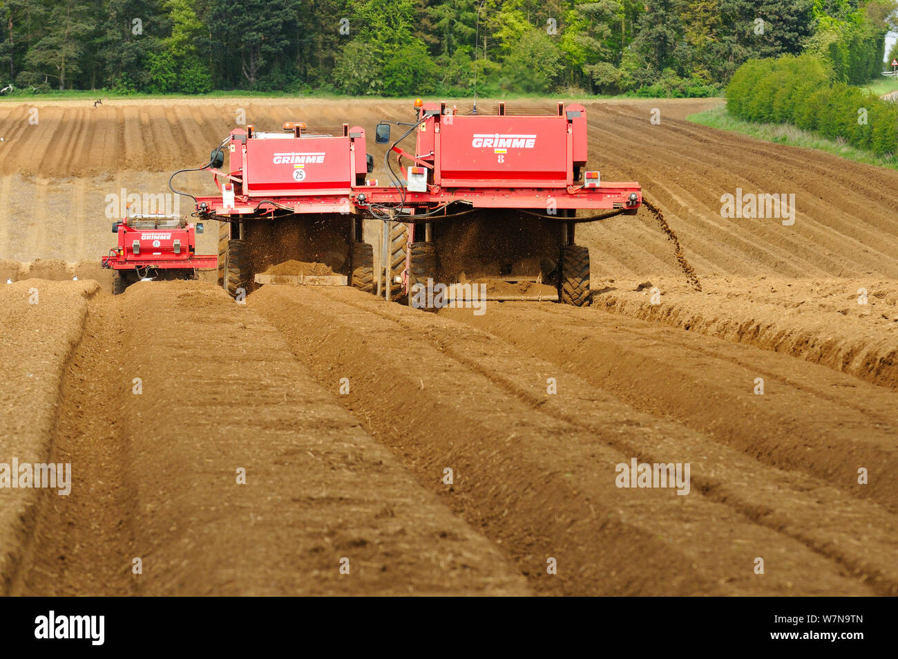 Stone picking machines constructing baulks prior to planting of potato crop, Norfolk, UK, May Stock Photo