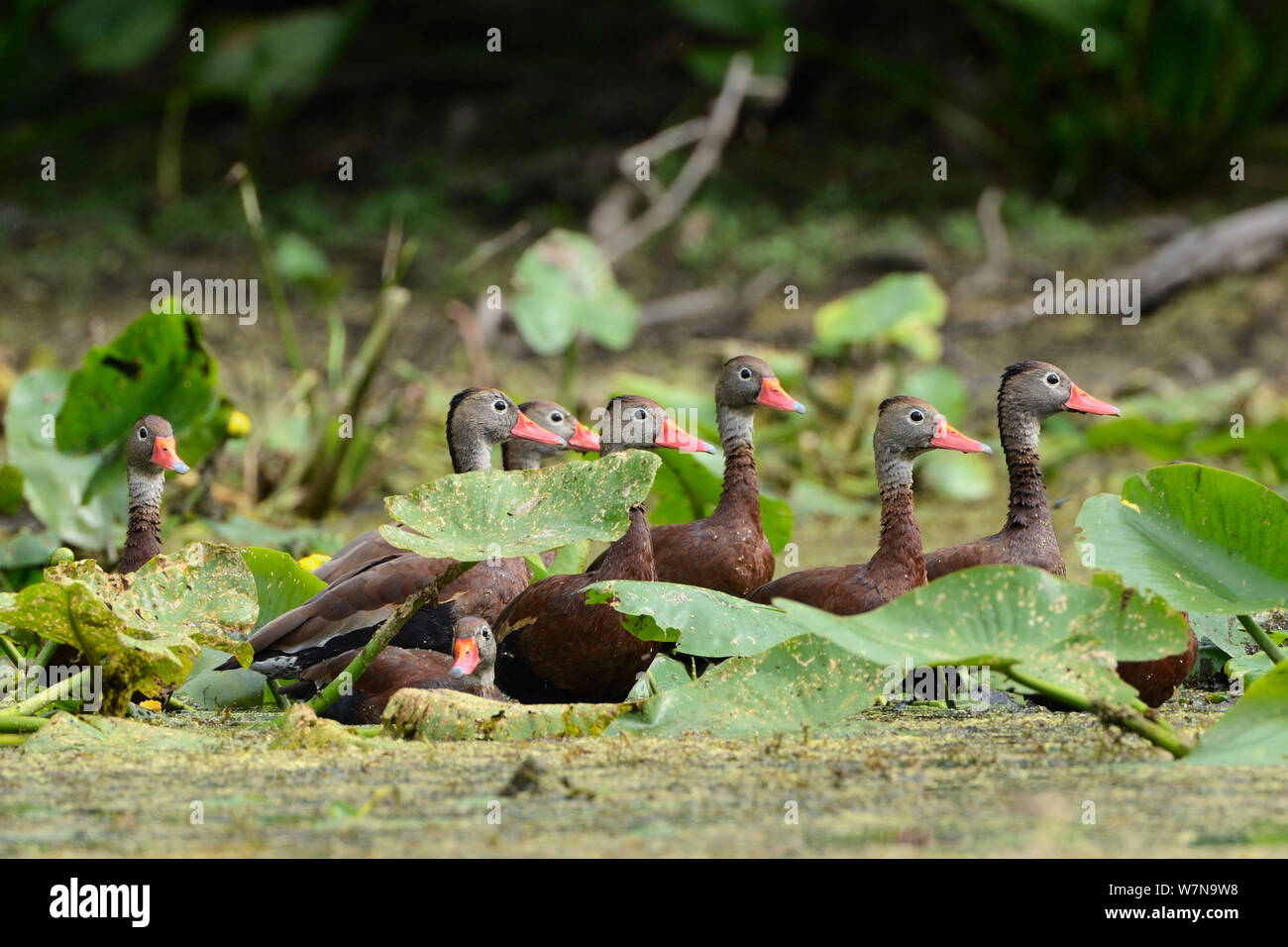 Black bellied whistling ducks (Dendrocygna autumnalis) group amongst