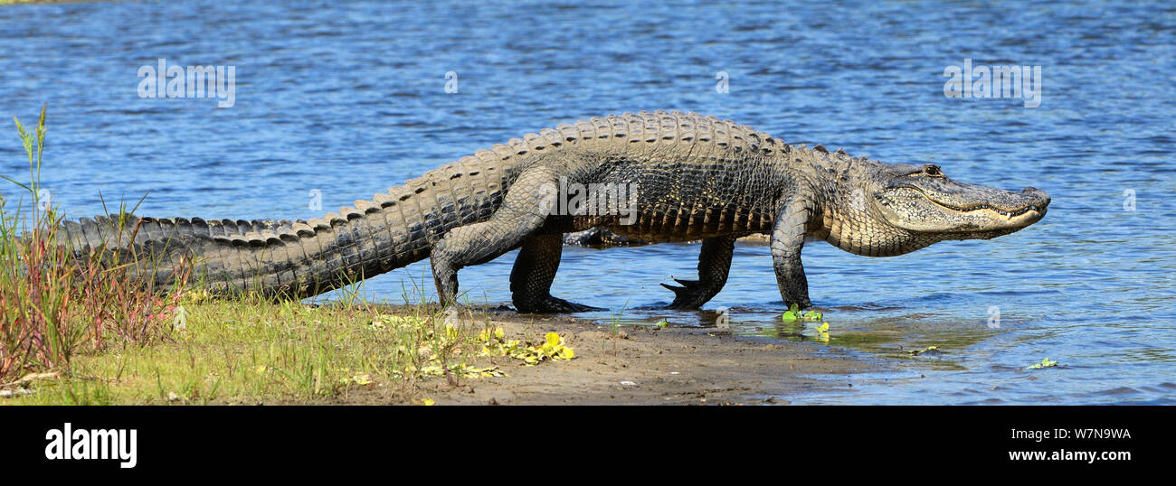 American alligator (Alligator mississippiensis) walking into water