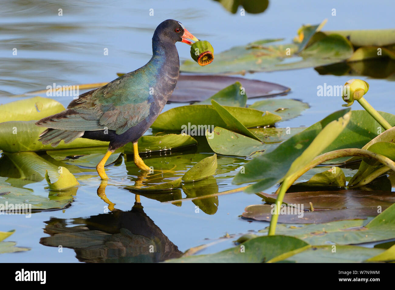 Purple gallinule (Porphyrio martinica) feeding on waterlily bulb, Everglades National Park, Florida,  USA, March Stock Photo