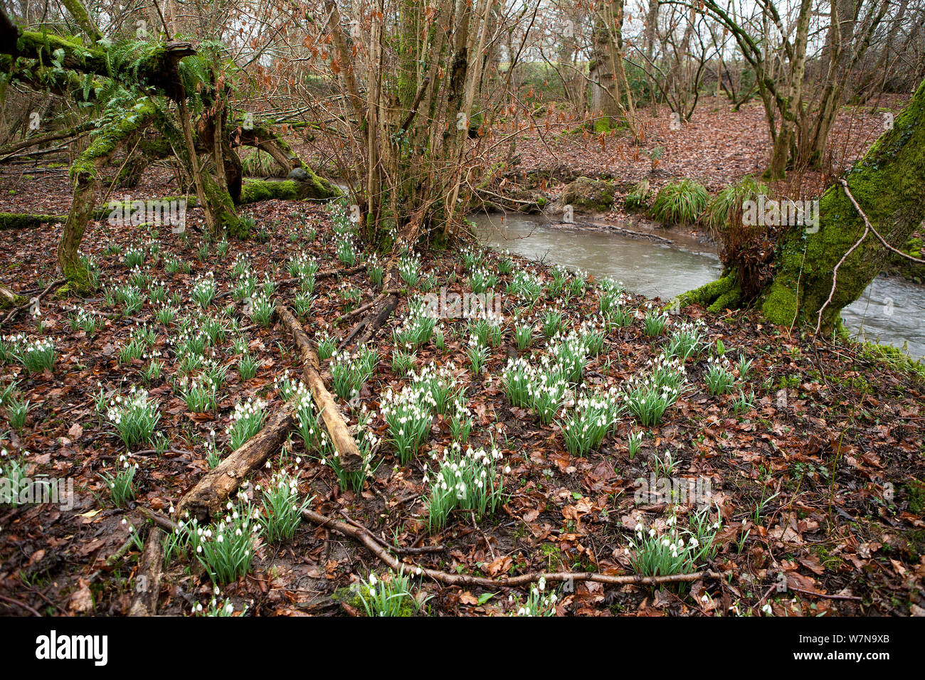 Snowdrops (Galanthus nivalis) growing in abundance in wooded damp valley beside stream in Somerset, UK, February 2011 Stock Photo