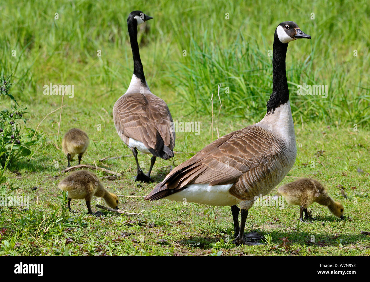 Belgium goose hi-res stock photography and images - Alamy