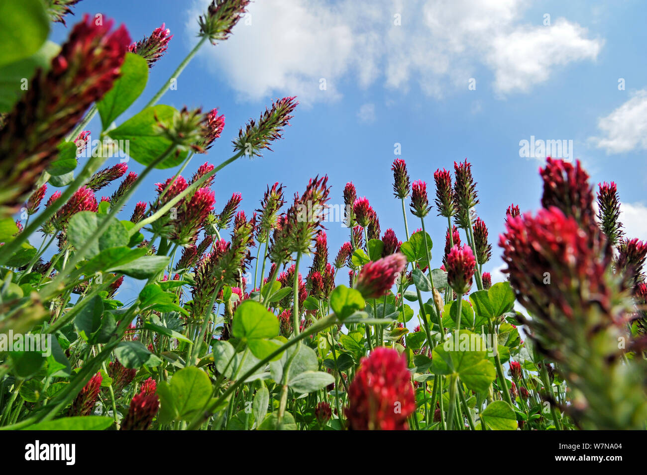 Crimson clover (Trifolium incarnatum) low angle view of field cultivated as fodder, La Brenne, France Stock Photo