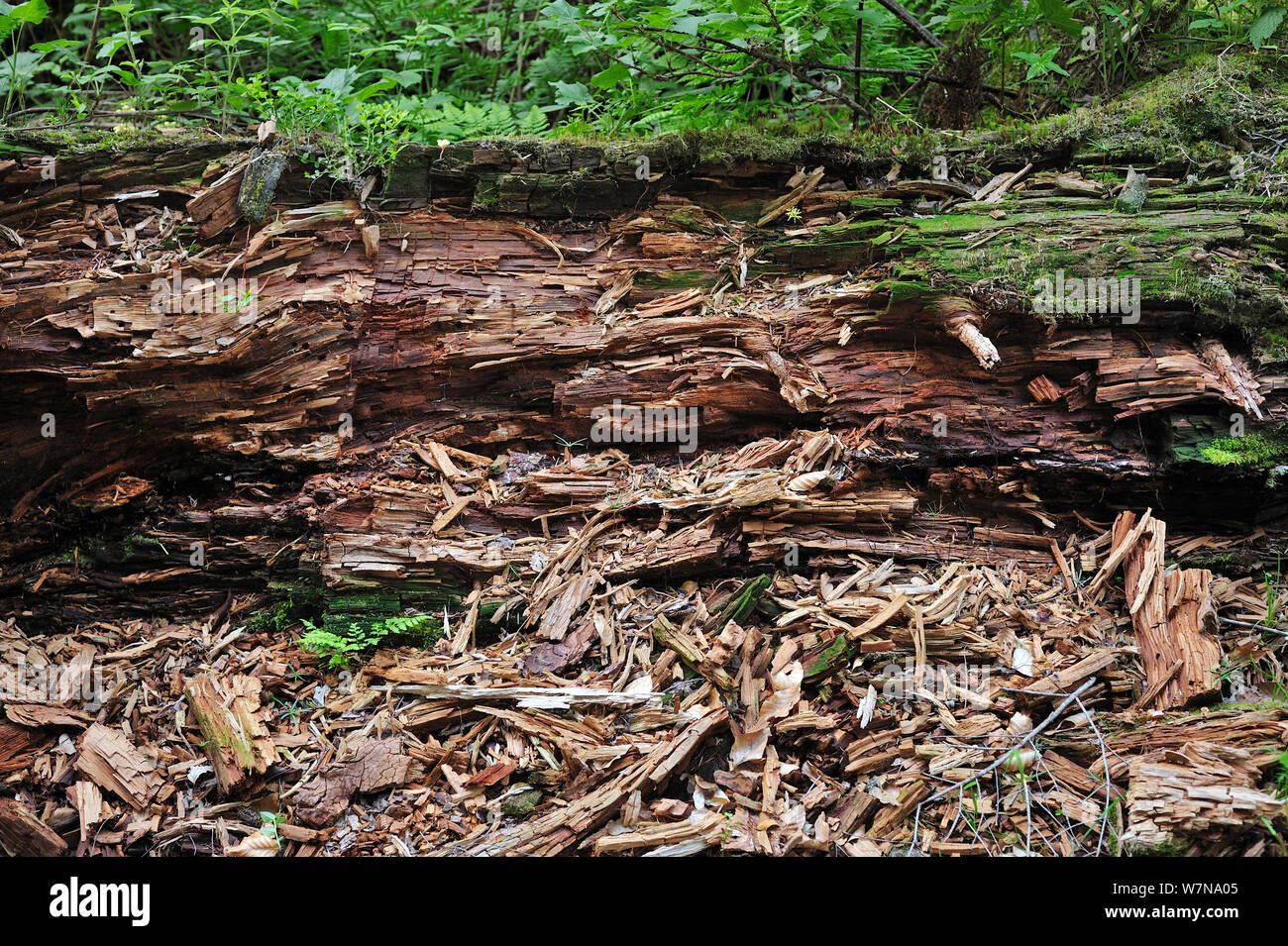 Fallen tree trunk left to rot on forest floor as dead wood habitat for invertebrates, Pyrenees, France Stock Photo