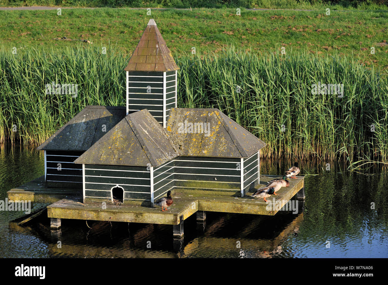 Mallards (Anas platyrhynchos) resting on duck house in pond at Zierikzee, Zeeland, the Netherlands Stock Photo