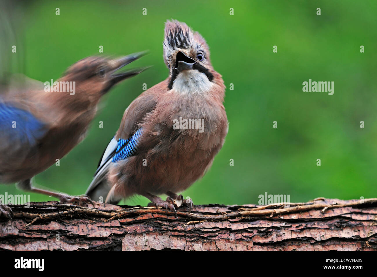 Jay (Garrulus glandarius) perched on tree trunk chasing away juvenile by screaming and raising its crest, Belgium, July Stock Photo