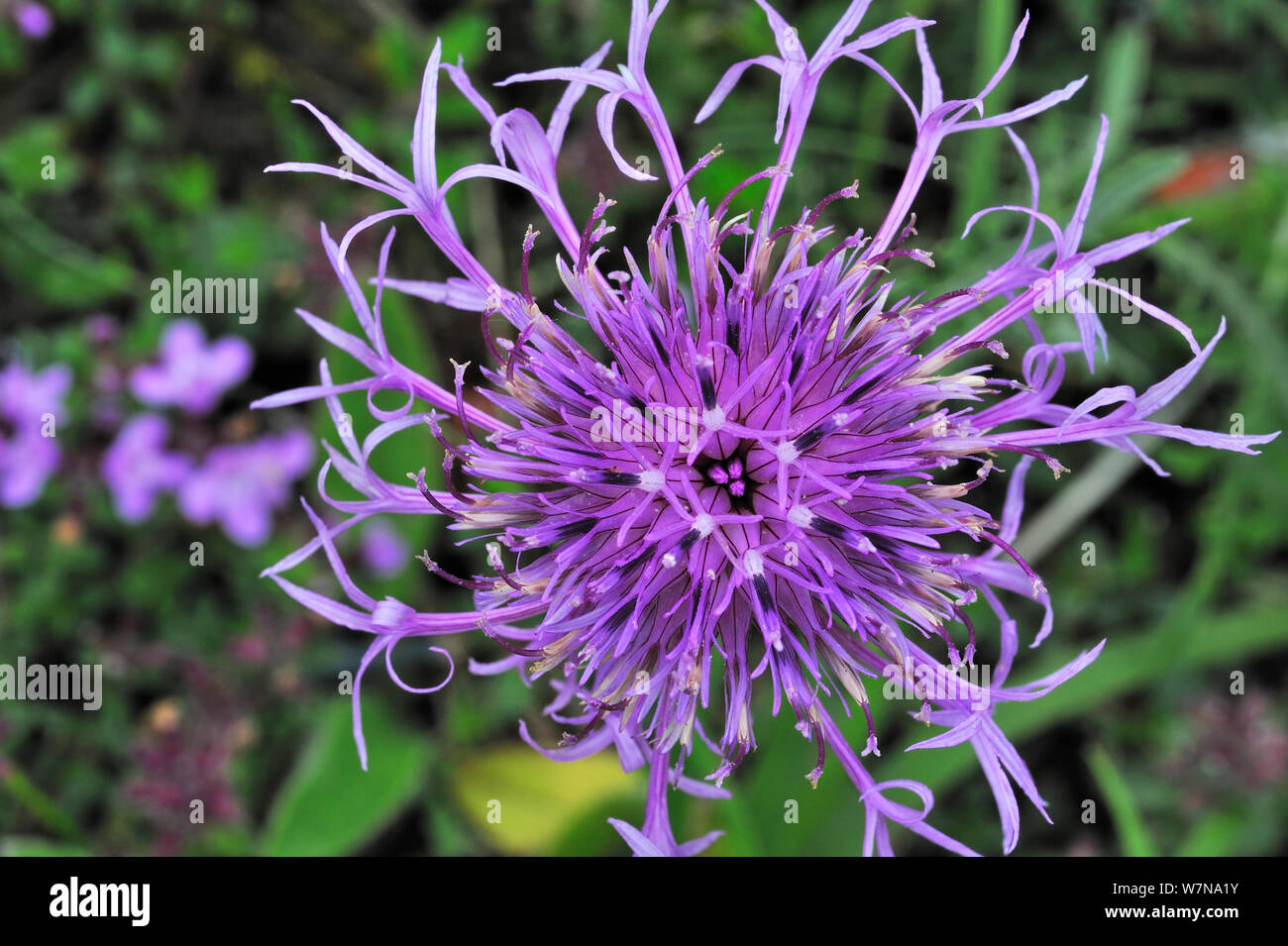 Flowering Knapweed High Resolution Stock Photography and Images