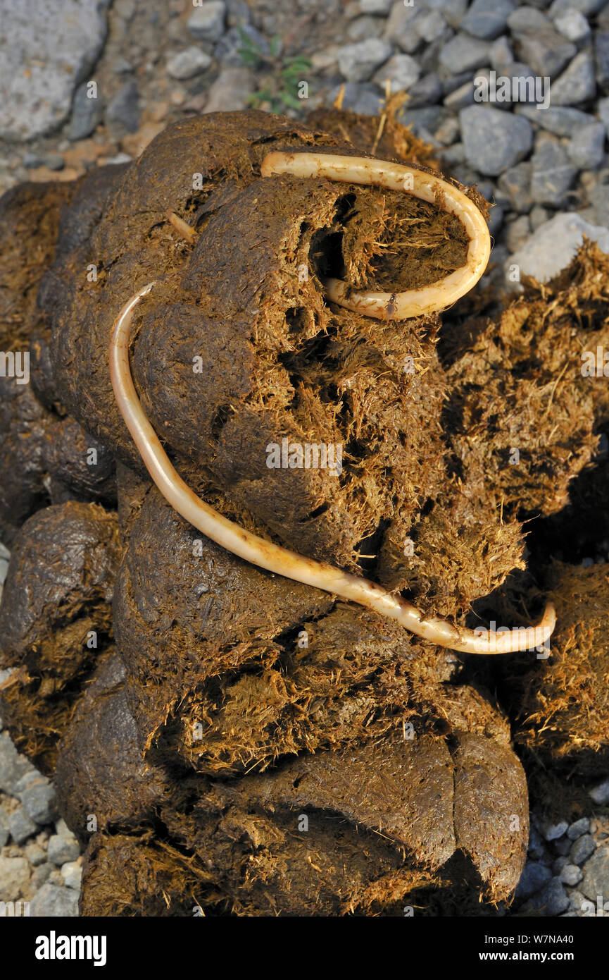 Roundworm High Resolution Stock Photography and Images - Alamy