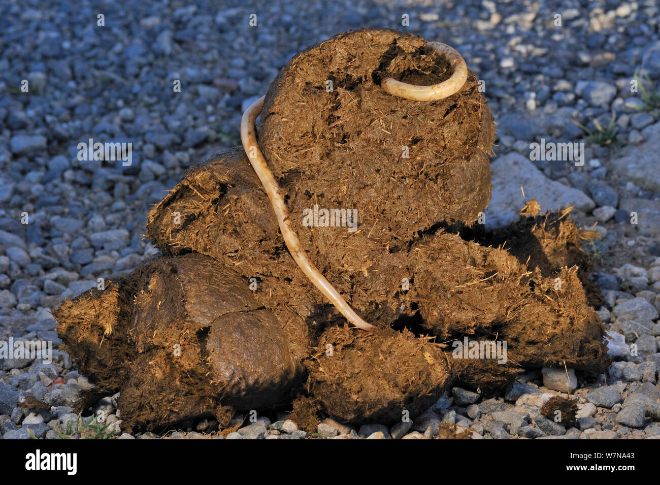 Horse / Equine roundworms (Parascaris equorum) in horse dung, France Stock Photo