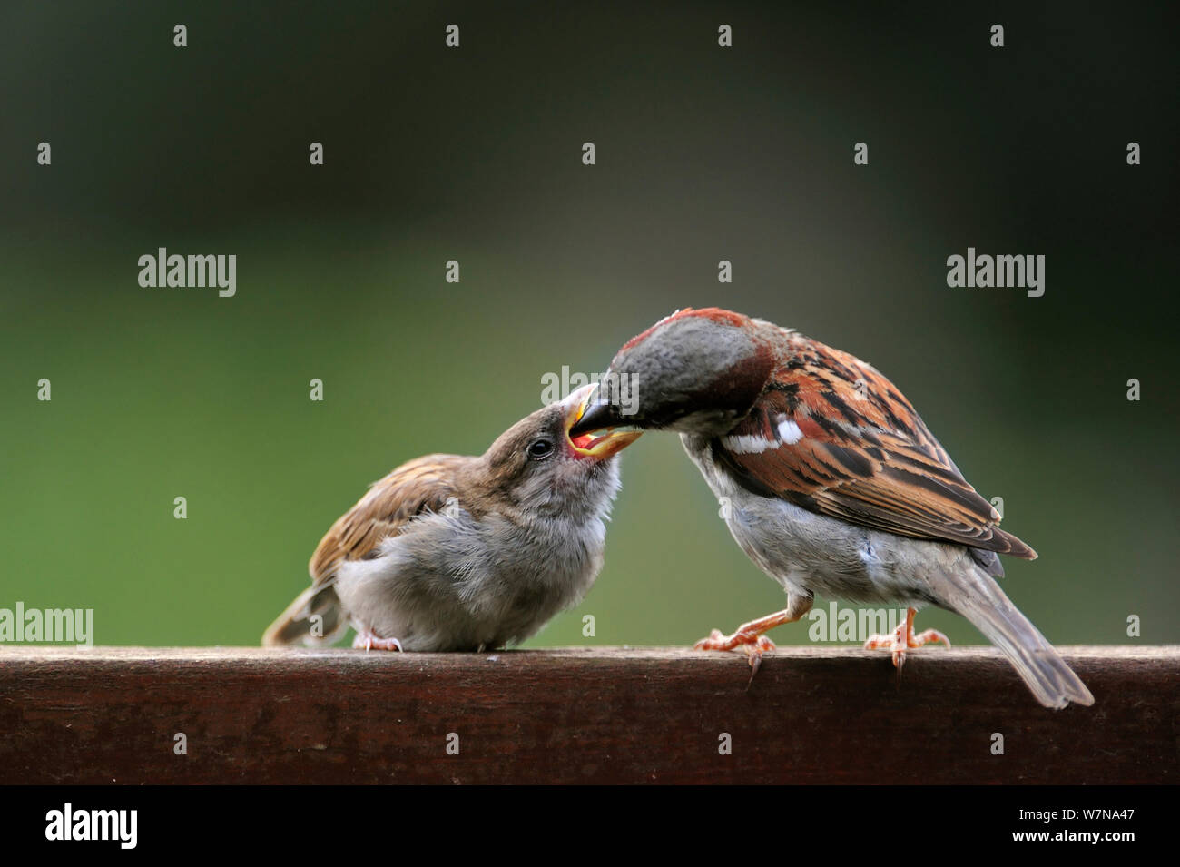 Male House sparrow (Passer domesticus) feeding juvenile on garden fence, Belgium, July Stock Photo