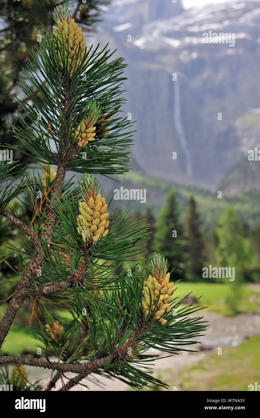 Mugo / Mountain pine (Pinus mugo) showing needles and male flowers, Cirque de Gavarnie, Pyrenees, France, June Stock Photo