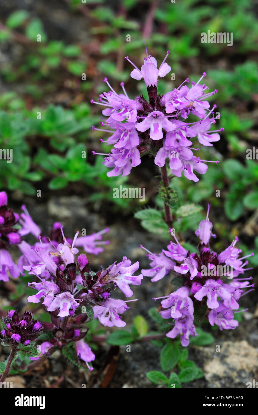 Broad leaved thyme (Thymus pulegioides) in flower, Ardennes, Belgium, July Stock Photo