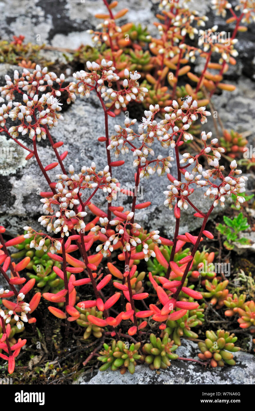 White stonecrop (Sedum album) flowering among rocks, Ardennes, Belgium, July Stock Photo