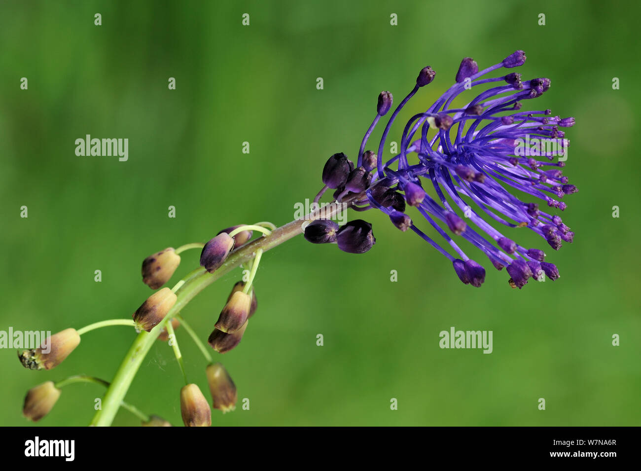 Tassel hyacinth (Muscari comosum) in flower, La Brenne, France, May