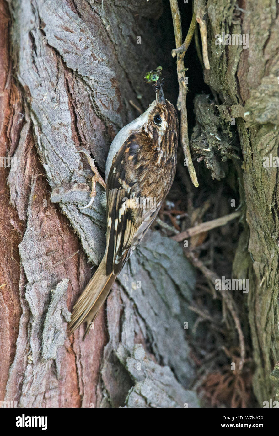 Common treecreeper (Certhia familiaris) on the trunk of a pine tree taking food in to feed chicks at the nest site, Ravenwood NR, Wexford, Ireland, June Stock Photo
