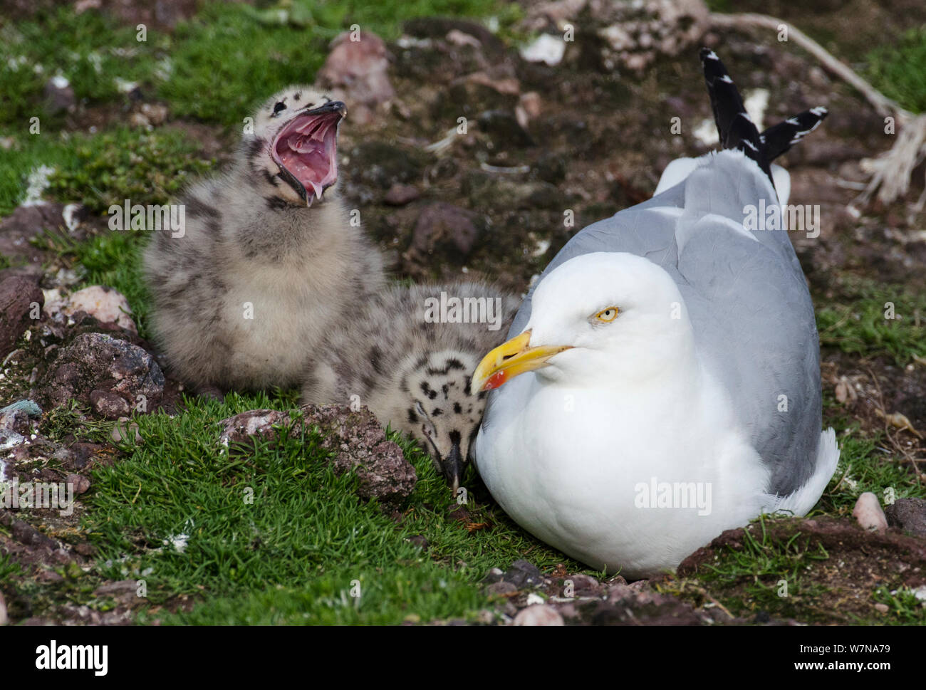 Herring gull (Larus argentatus) with two chicks, one yawning, at the