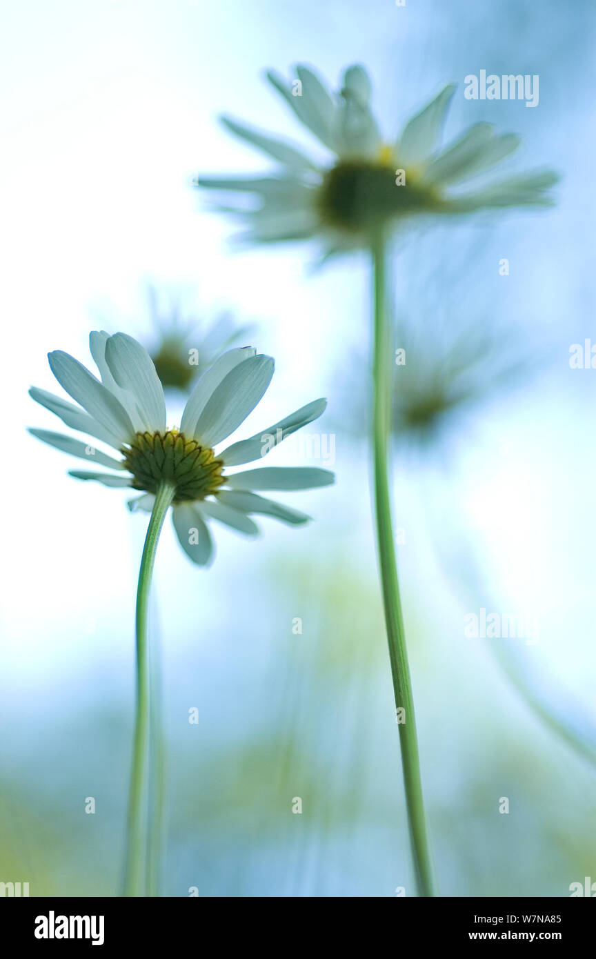 Ox-eye Daisy (Leucanthemum vulgare) flowers, June Stock Photo