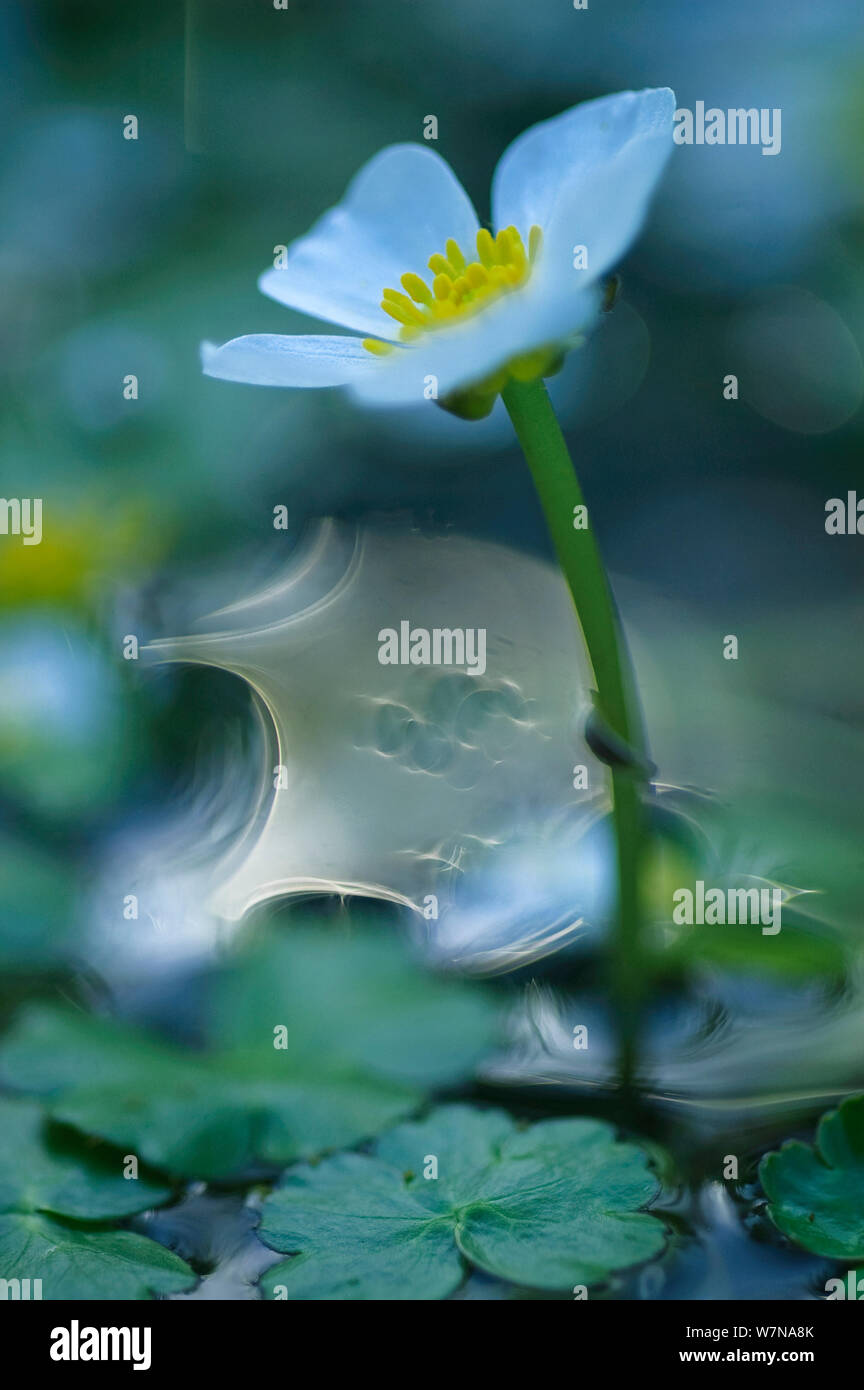 Common Water-Crowfoot (Ranunculus aquatilis) June Stock Photo